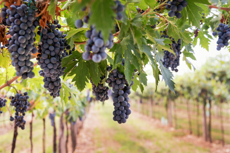 Bunches of ripe black grapes hanging from the vine in a vineyard on a winery ready for harvesting in a concept of viticulture and wine production