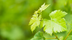 Frühlingsboten von der Post