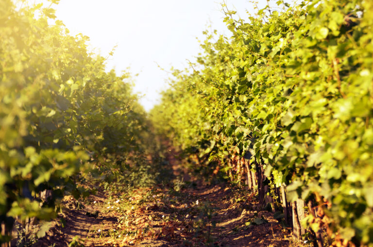 Green vineyards landscape under blue clear sky